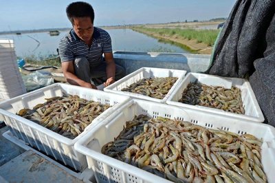 黃河流域生態(tài)保護(hù)丨孟仿英 跳出漁業(yè)抓漁業(yè) 跳出養(yǎng)殖抓養(yǎng)殖 水產(chǎn)品養(yǎng)殖新理念