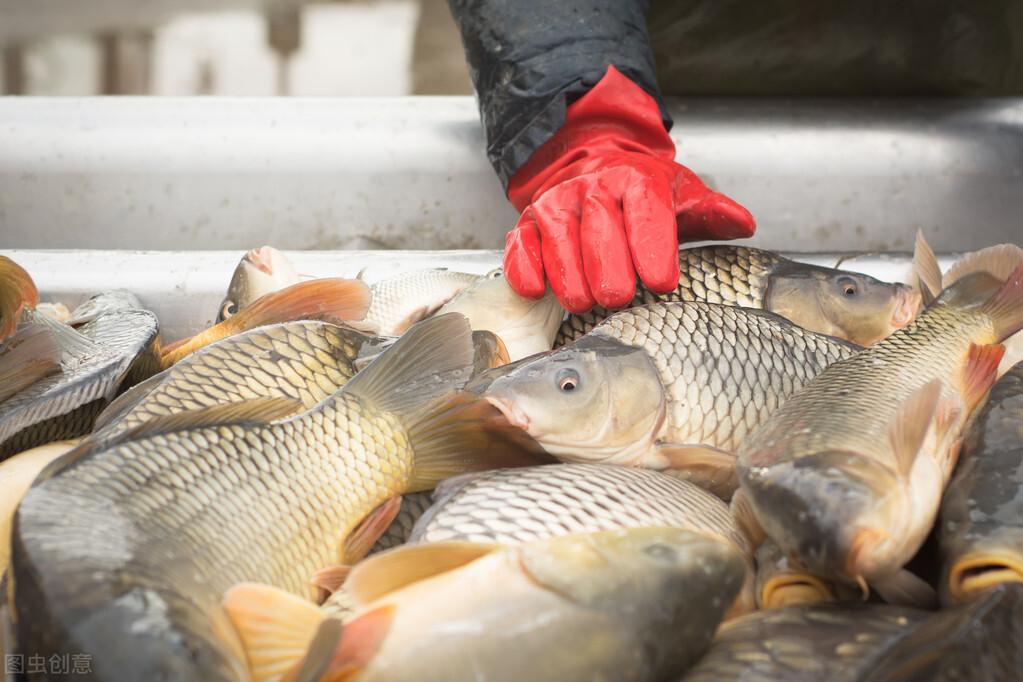 天然餌料在水產(chǎn)養(yǎng)殖中的應(yīng)用與注意事項(xiàng)