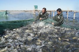 阿勒泰市水產(chǎn)養(yǎng)殖實(shí)驗(yàn)場 高寒地區(qū)水產(chǎn)品養(yǎng)殖的創(chuàng)新與實(shí)踐