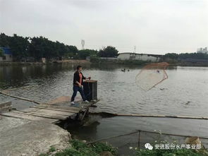 出魚高峰期的科學(xué)捕撈與運(yùn)輸 確保水產(chǎn)品安全無損耗