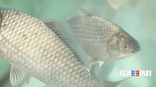 魚價(jià)飆升背后 供需失衡下的水產(chǎn)養(yǎng)殖行業(yè)觀察