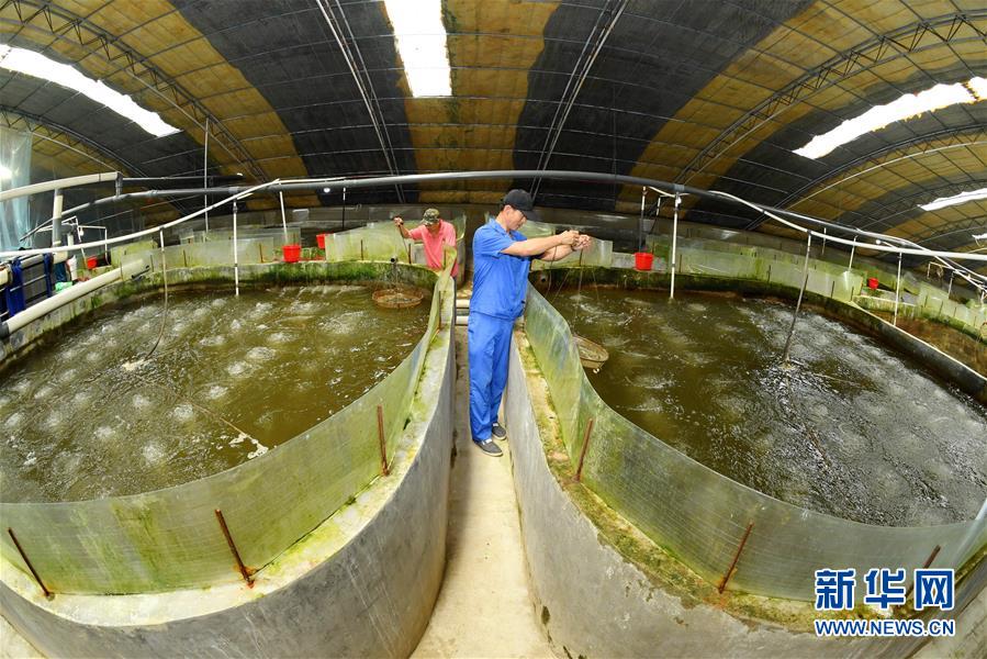 河北樂亭 向海圖強(qiáng)，以特色養(yǎng)殖譜寫藍(lán)色經(jīng)濟(jì)新篇章