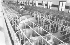 從養(yǎng)豬工廠到水產(chǎn)養(yǎng)殖 順德太平瘦肉型豬場與1989年水產(chǎn)品養(yǎng)殖的聯(lián)動(dòng)探索