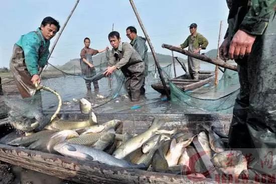 2021水產(chǎn)養(yǎng)殖機(jī)遇與挑戰(zhàn) 早布局，穩(wěn)增收